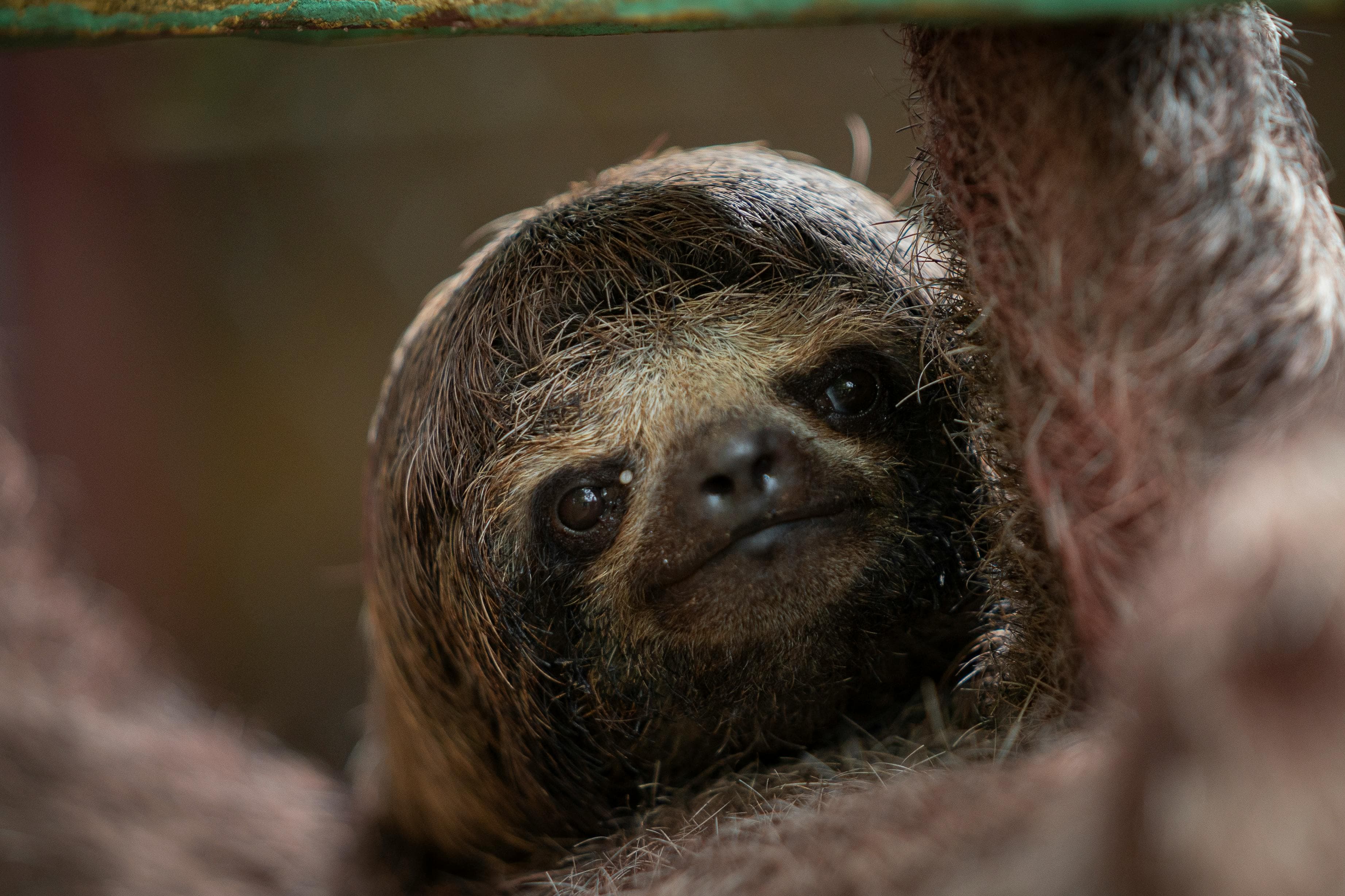Close-up of a three-toed sloth resting in the branches, looking towards the camera