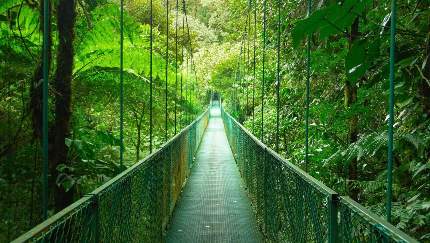 A narrow suspension bridge running through the dense green canopy of the Monteverde cloud forest