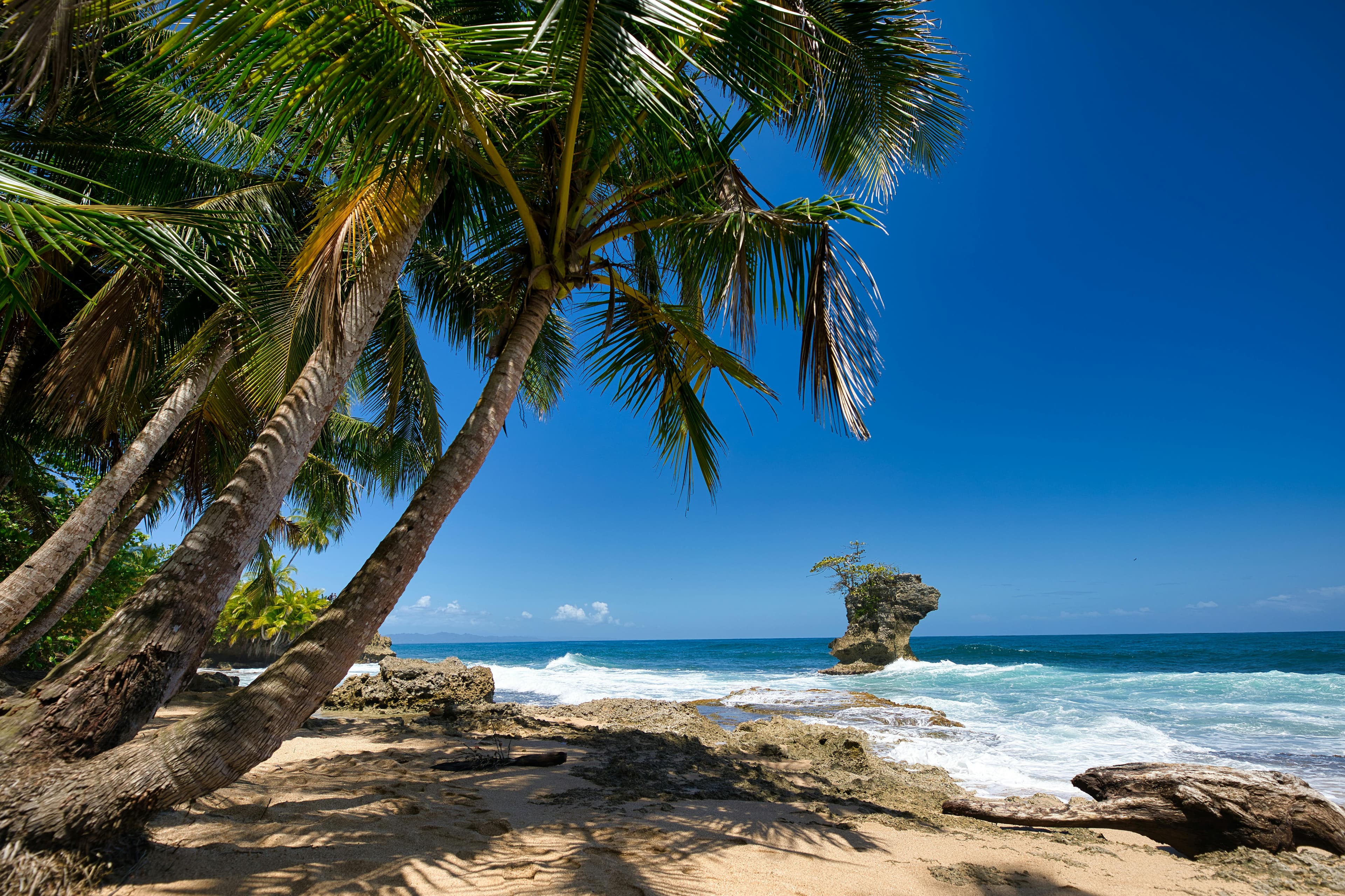 Palm trees leaning over a Caribbean beach, with a rock formation standing in the surf offshore