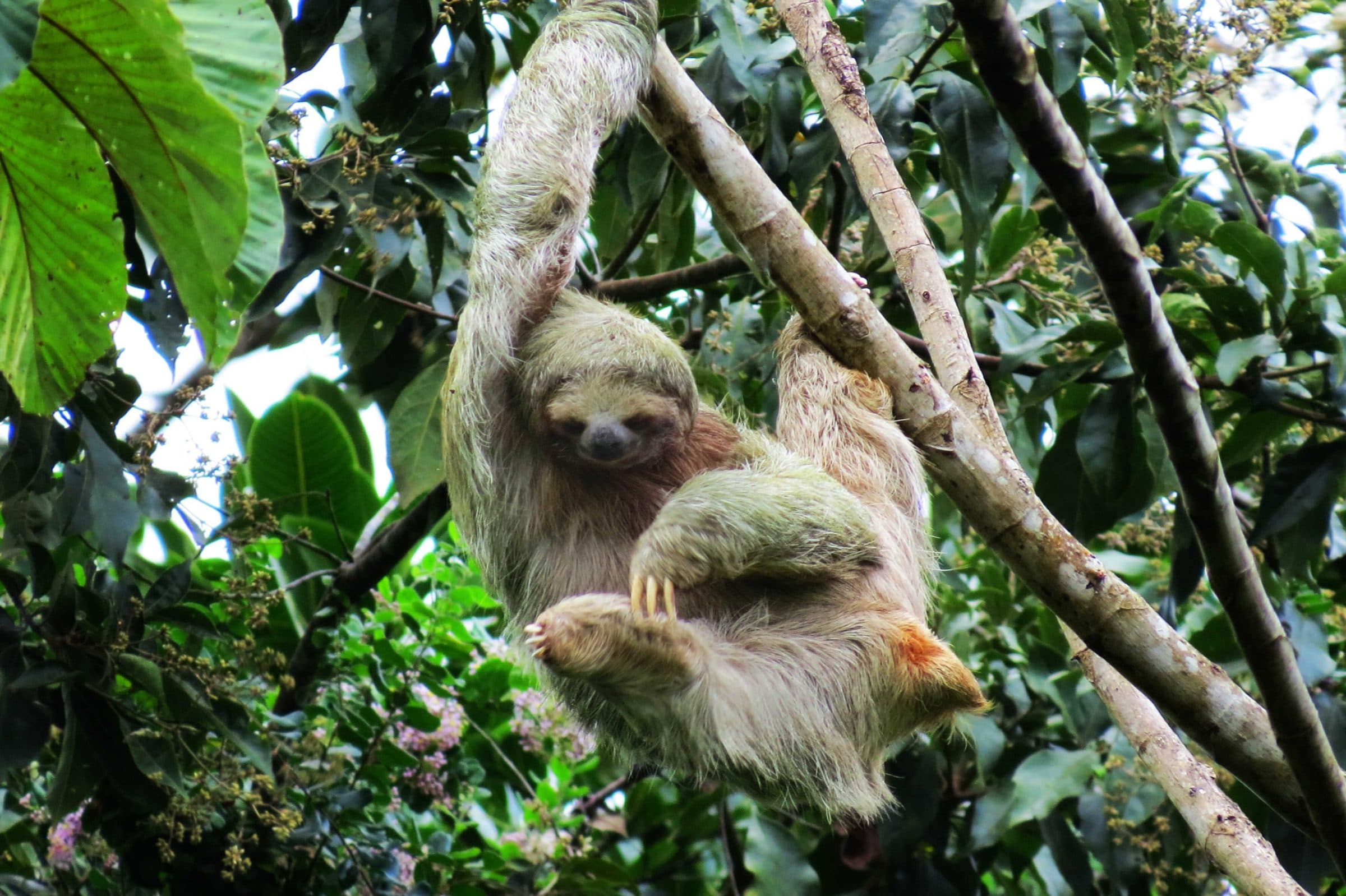 Sloth Tour & Hot springs + Dinner